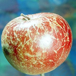 سفیدک پودری سیب